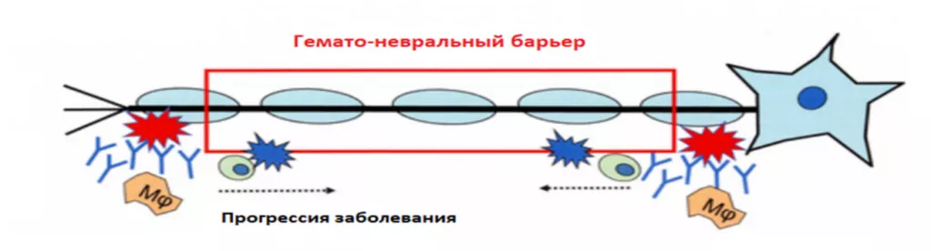 Гемато-невральный барьер.png